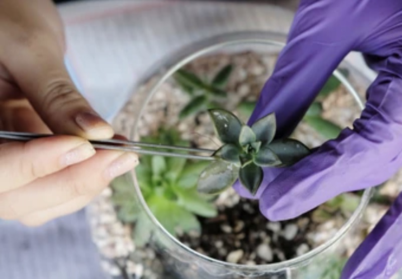 Chicago: Terrarium & Sip Party